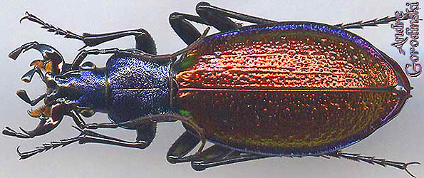 http://www.gorodinski.ru/carabus/Chrysotribax hispanus latissimus.jpg